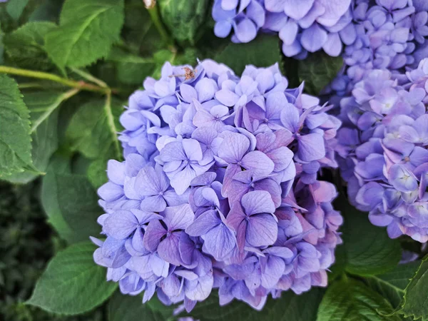 Blå Hortensia Hydrangea Macrophylla Blomma Med Dagg Små Färgvariationer Från — Stockfoto