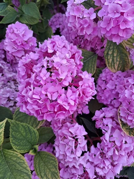 Purple Hydrangea Hydrangea Macrophylla Blomma Med Dagg Små Färgvariationer Från — Stockfoto