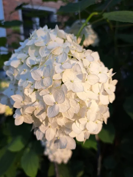 Weiße Hortensie Hortensie Macrophylla Blume Mit Tau Leichter Farbe — Stockfoto