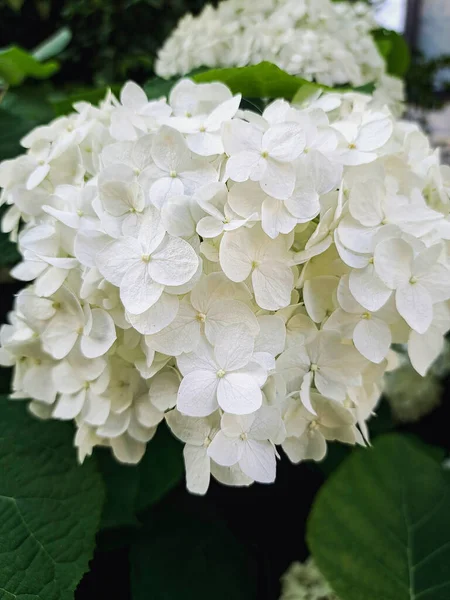 Weiße Hortensie Hortensie Macrophylla Blume Mit Tau Leichter Farbe — Stockfoto
