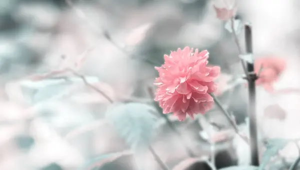 Fundal Vară Floare Roz Fundal Moale Bokeh — Fotografie, imagine de stoc