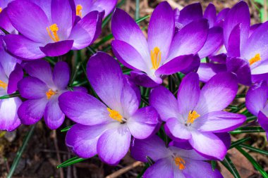İlki, Crocus Specosus çiçekleri ilkbaharda yeşil çimlerin arasına yakın çekim yapar.