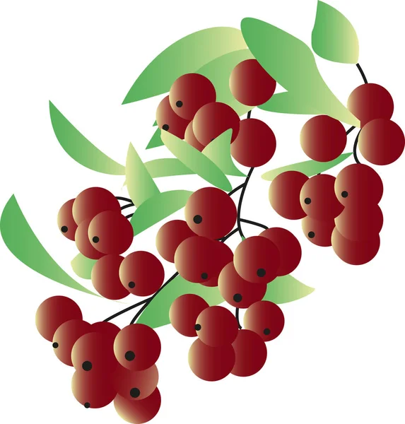 向量红划枝 一束红色的龙眼浆果被分离出来 长有绿叶的成熟的划船枝条 矢量图解 秋季季节 — 图库矢量图片