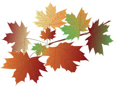 Vektör sonbahar akçaağaç yaprakları, yapraklar, bordo ve açık turuncu, kahverengi ve yeşil renkler. Farklı sonbahar renklerinde akçaağaç yaprakları dalları. Vektör çizimi. Sonbahar teması.