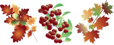 Vektör sonbahar dalları karışır - akçaağaç, meşe, rowan. Farklı sonbahar renklerinde akçaağaç yaprakları dalları. Bir sürü Red Rowan böğürtleni izole edilmiş. Olgun Rowan dalıyla yeşil yapraklar. Meşe yapraklı meşe palamudu. Sonbahar teması.