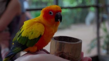 Papağan, insan eliyle bambu tüpünde tahıl yiyor..