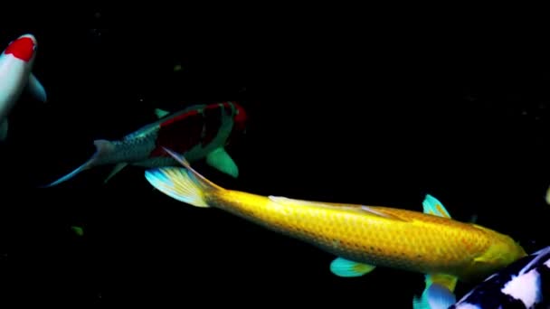 Pesci Carpa Koi Fantasia Colorata Nuotare Uno Stagno Sperimentare Presenza — Video Stock