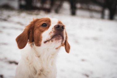 Breton köpeği. Av köpeği cinsi. Genç safkan köpek. Karda benekli köpek.