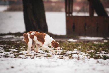 Breton köpeği. Av köpeği cinsi. Genç safkan köpek. Karda benekli köpek.