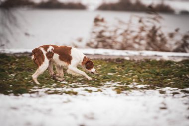 Breton köpeği. Av köpeği cinsi. Genç safkan köpek. Karda benekli köpek.