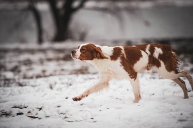 Breton köpeği. Av köpeği cinsi. Genç safkan köpek. Karda benekli köpek.