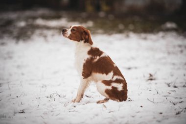 Breton köpeği. Av köpeği cinsi. Genç safkan köpek. Karda benekli köpek.