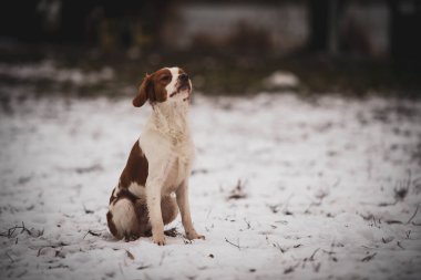 Breton köpeği. Av köpeği cinsi. Genç safkan köpek. Karda benekli köpek.