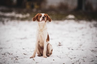 Breton köpeği. Av köpeği cinsi. Genç safkan köpek. Karda benekli köpek.