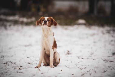 Breton köpeği. Av köpeği cinsi. Genç safkan köpek. Karda benekli köpek.