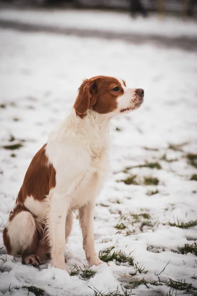 Breton köpeği. Av köpeği cinsi. Genç safkan köpek. Karda benekli köpek.