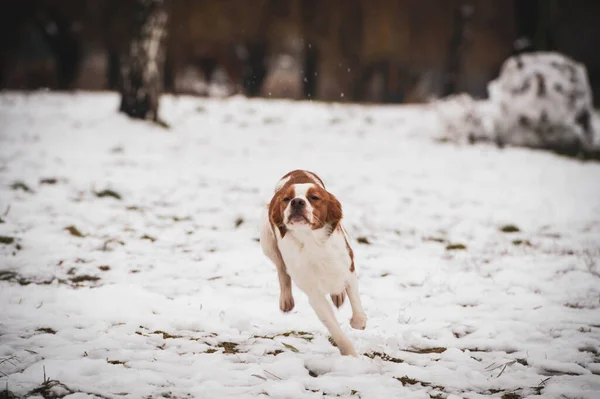 Breton dog. Hunting dog breed. Young purebred dog. Spotted dog in the snow.