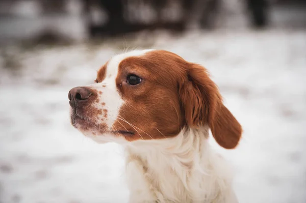 Cão Breton Raça Cães Caça Cão Raça Pura Jovem Cão — Fotografia de Stock