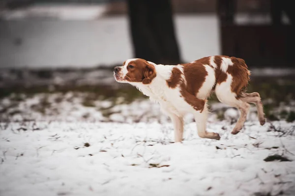 Anjing Breton Berburu Anjing Anjing Ras Muda Spotted Dog Snow — Stok Foto