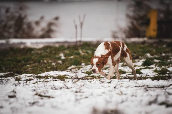 Breton dog. Hunting dog breed. Young purebred dog. Spotted dog in the snow.