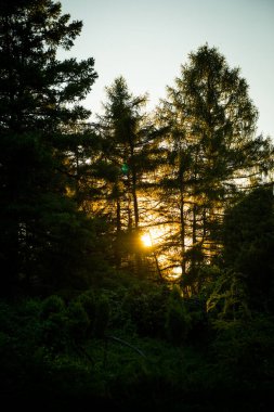 Orman. Ormanda günbatımı.