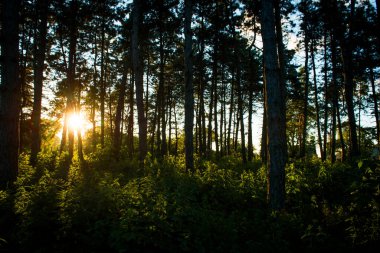 Orman. Ormanda günbatımı.