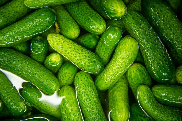 Cucumbers in water. The process of pickling cucumbers.