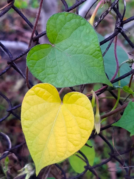 Yellow and green leaf in the form of a heart on a metal grid close-up.