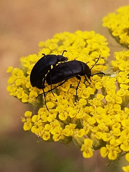 Steppe slow beetle on a yellow flower breeds with a female close-up.