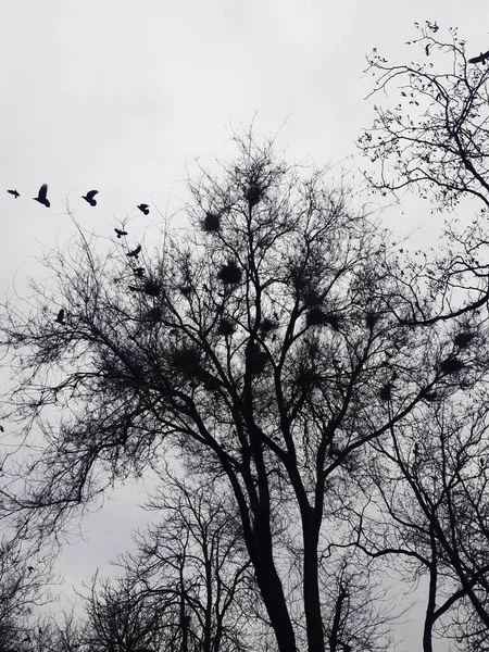 Crows Fly Out Nests Park Spring Afternoon — Stock Photo, Image