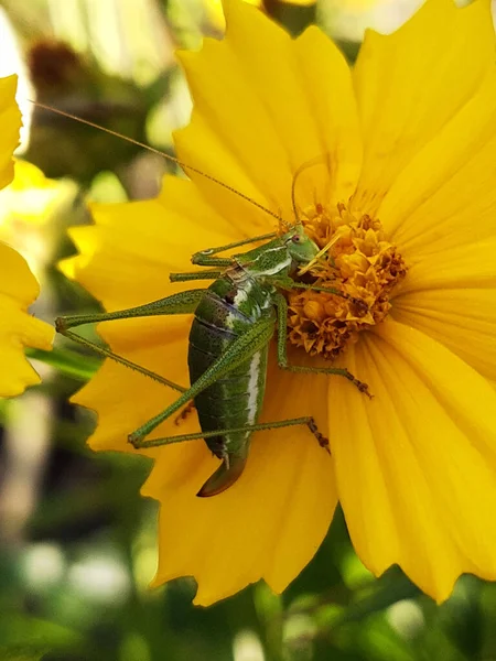 Grasshopper Táplálkozás Pollen Egy Sárga Coreopsis Virág Közelkép — Stock Fotó