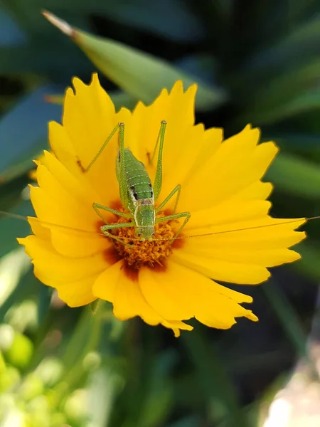 Grasshopper Alimentando Pólen Uma Flor Coreopsis Amarela Close — Fotografia de Stock