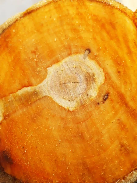 Close Fresh Trunk Cut Apple Tree Sawed Trunk Macro — Stock Photo, Image