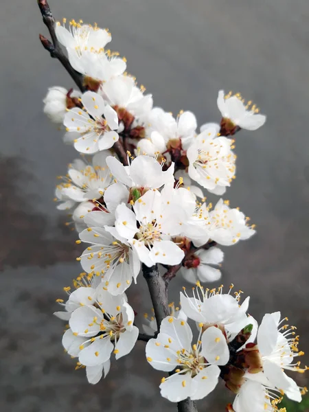 Ramo Damasco Com Flores Florescentes Primavera Close Apricot Flor — Fotografia de Stock