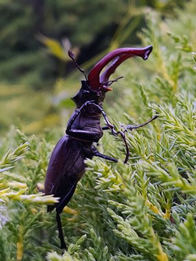 Geyik böceği (lat. Lucanus cervus (Lucanus cervus), erkek geyik familyasına ait büyük bir böcektir..