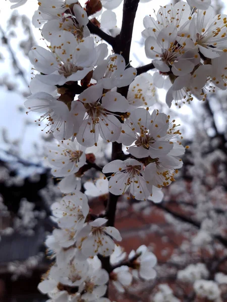 春の終わりに花を咲かせるアプリコットの枝 アプリコットの花 — ストック写真