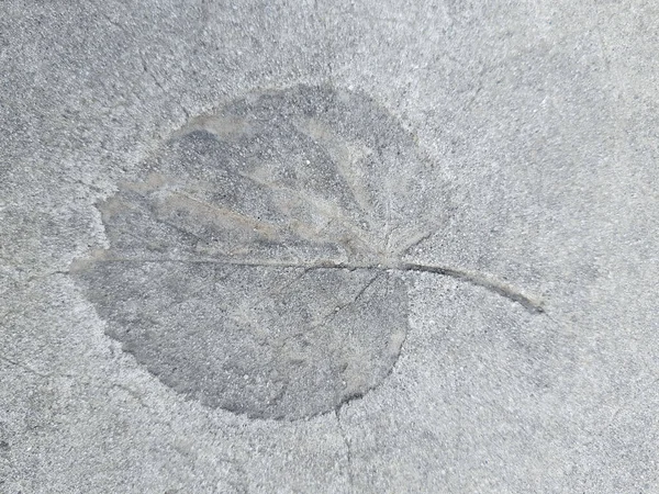 stock image The imprint of a fallen autumn leaf on gray dry concrete close-up.