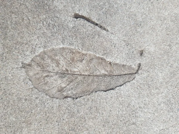 Imprint Fallen Autumn Leaf Gray Dry Concrete Close Stock Photo