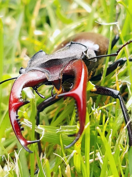 クワガタムシ フラット ルカヌス Lucanus Cervus クワガタムシ科ルカヌス属の大型甲虫で 緑の草の密接な関係を背景にしています — ストック写真