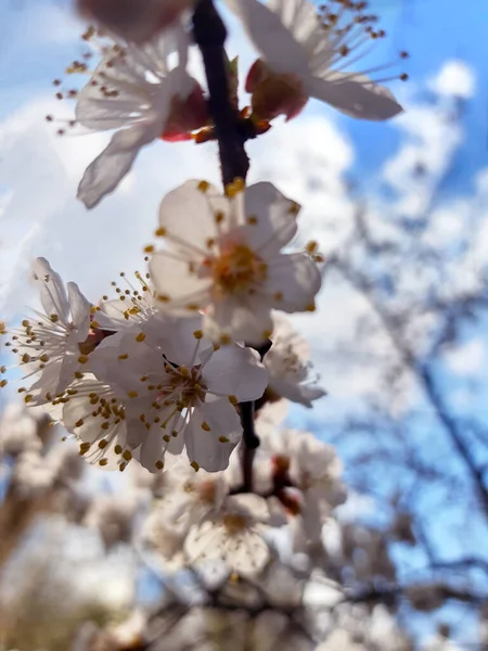 Ramo Damasco Com Flores Florescendo Primavera Contra Céu Azul Close — Fotografia de Stock