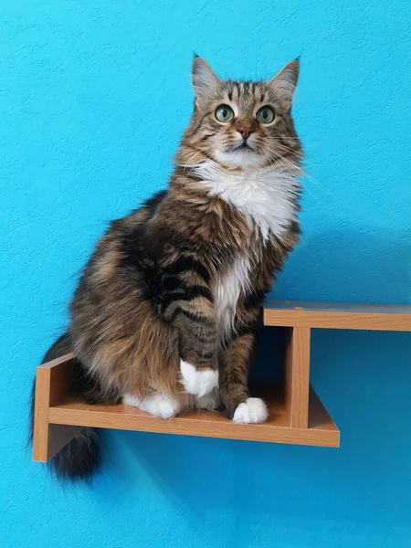 Eine Schöne Katze Mit Grünen Augen Sitzt Auf Einem Bücherregal — Stockfoto