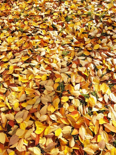 Outono Caído Folhas Amarelas Chão Parque Close Folhagem Amarela Folhas — Fotografia de Stock