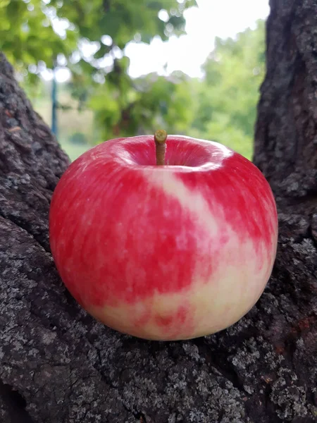Ripe Red Apple Tree Trunk Close Beautiful Ripe Apple — Stock Photo, Image