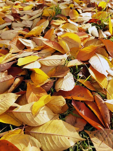 가을이 공원을 클로즈업 낙엽이 떨어졌다 — 스톡 사진