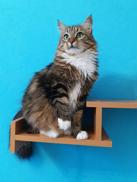 Beautiful Cat Green Eyes Sits Bookshelf Looks Ahead Turquoise Background — Stock Photo, Image