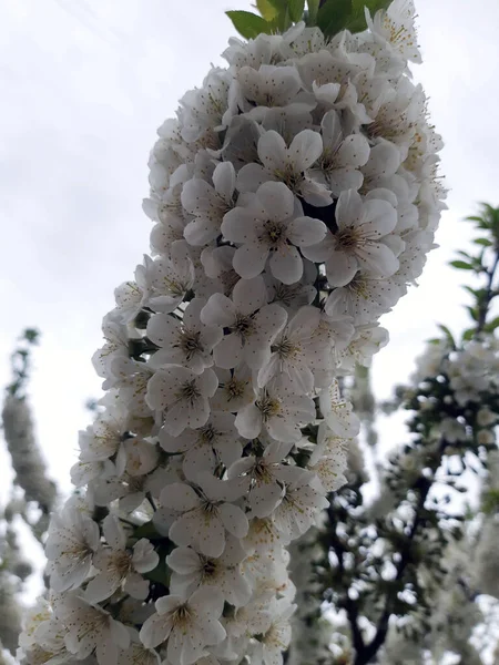 Flores Brancas Cereja Uma Árvore Início Primavera Jardim Close — Fotografia de Stock