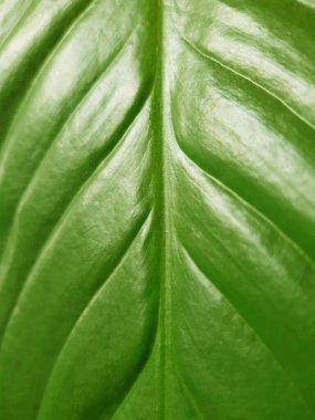 Spathiphyllum parlak yeşil yaprak yakın.