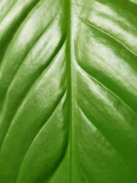 Leuchtend Großes Grünes Blatt Von Spathiphyllum Aus Nächster Nähe — Stockfoto