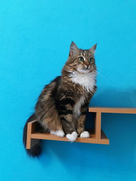 一只漂亮的猫坐在书架上 望着前方一片蓝绿色的白色背景 — 图库照片