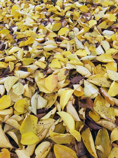 Otoño Caído Hojas Amarillas Suelo Primer Plano Del Parque Follaje —  Fotos de Stock